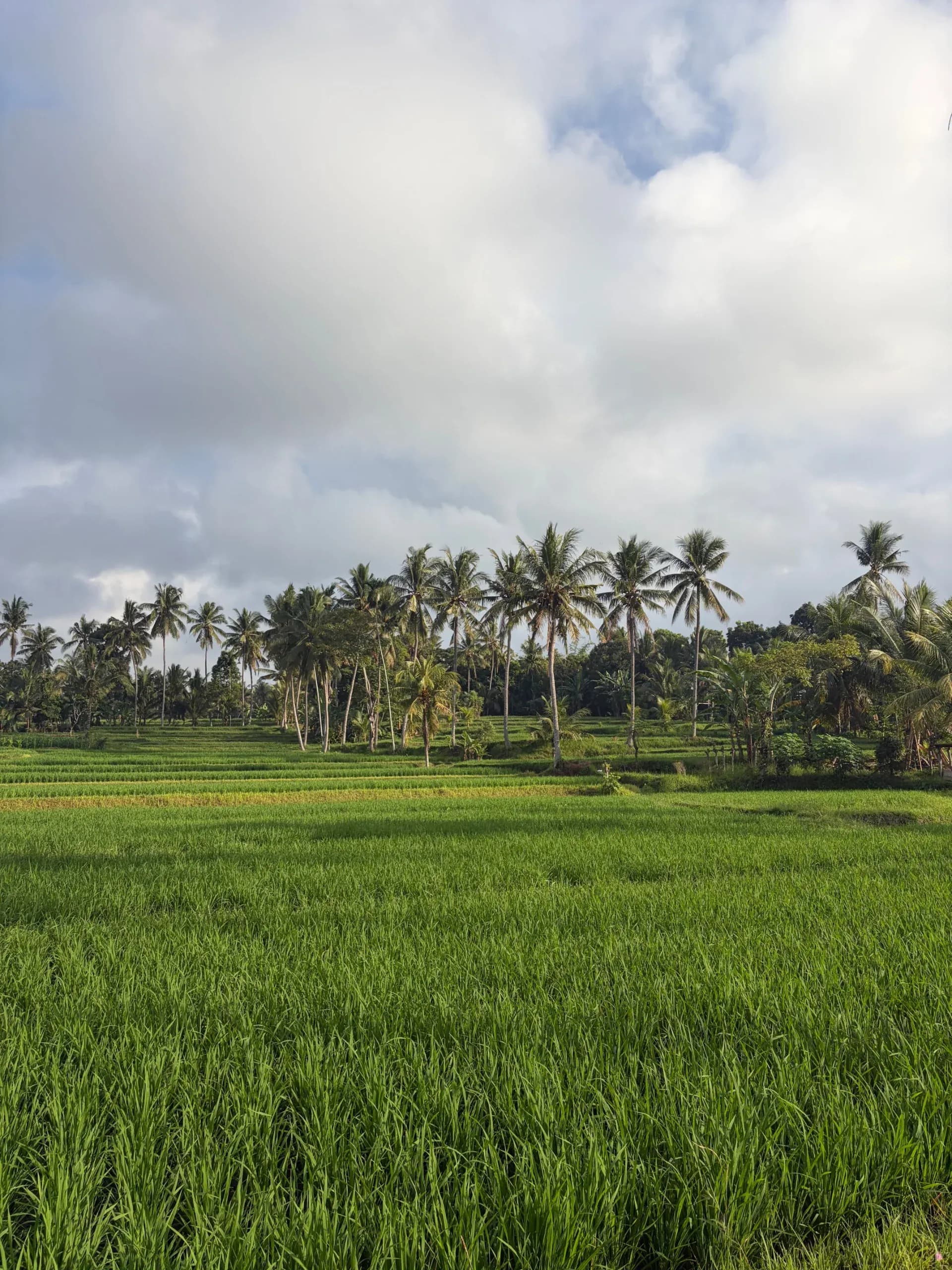 Planting and open land